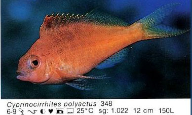Cyprinocirrhites polyactus